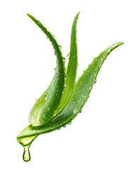 Aloe vera leaves with gel dripping