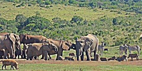 Close up of Elephants at a waterhole