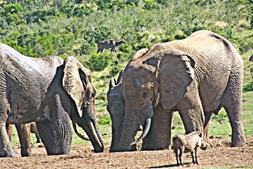 Close up of Elephants at a waterhole