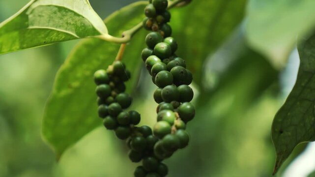 Macro shot of fresh green pepper bunches on the vine, Kampot, Cambodia