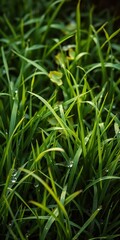 Obraz premium Dew-kissed grass, a muted tapestry of green, softened by vintage light, grass, vintage