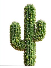 Green Saguaro Cactus Plant with Multiple Arms Against a White Background