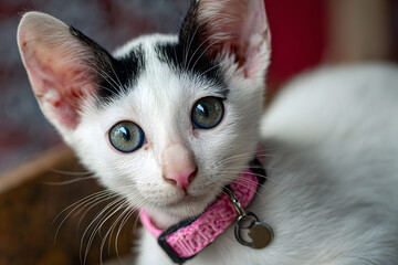 a white cat with blue eyes and a pink collar