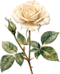 Elegant White Rose and Bud Watercolor Illustration