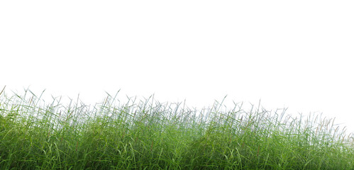Tall wild grasses swaying isolated on transparent background