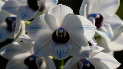 Beautiful white orchid flowers in full bloom