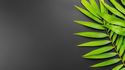 Lush Green Palm Leaves on Dark Background