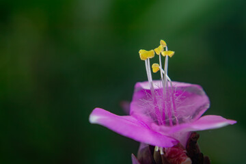 Macro close-up of a small purple wild flower in full bloom with visible stamens and soft green background. Natural botanical detail, shallow depth of field, minimal nature composition.