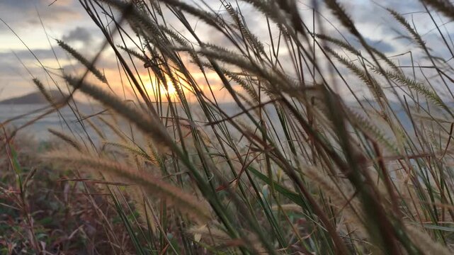 Island Nature Sunset looks peaceful. Grass moves during Island Nature Sunset in Vietnam. Soft light defines Island Nature Sunset while wild plants sway near ocean at evening time now.