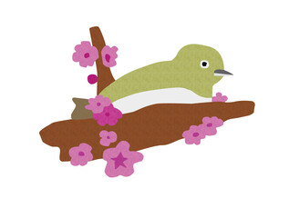 cute mejiro japaness bird spring season