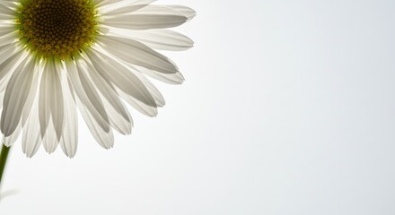 Delicate beauty of a daisy blossom against a luminous white backdrop creating soft diffused lighting