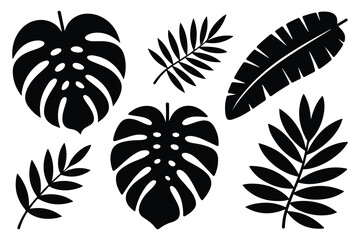 Black and white leaf and plant on white background