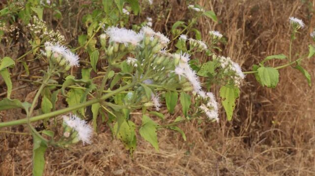 Siam Weed Chromolaena Odorata Blooming in Wild, Close-up of White Fluffy Flowers Clusters Swaying in Wind, Invasive Tropical Plant Species in Natural Meadow Background, Herbal Medicine Flora