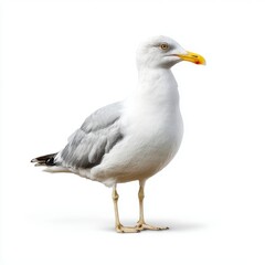 Obraz premium Detailed Portrait Of A Seagull Bird Standing On A White Background