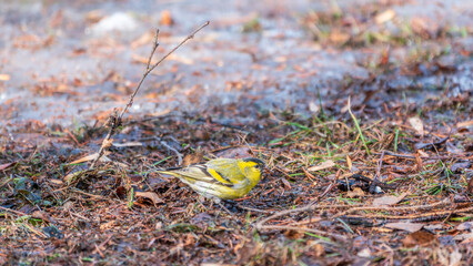 A male Eurasian siskin sits on the ground covered with dry leaves and grass. Carduelis spinus. song...