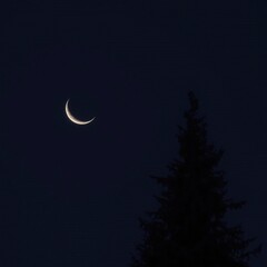 Crescent moon shining brightly in dark night sky with pine tree silhouette