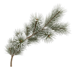 Obraz premium Snowy pine branch isolated on black background