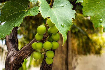 A lush bunch of young, green grapes hangs from a gnarled vine. Dewy leaves suggest a fresh, healthy in a vineyard, symbolizing growth, nature, and the early stages of winemaking in Brazil.