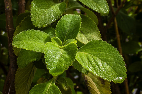 Close-up of fresh, wet green leaves of Boldo (Plectranthus barbatus), a famous medicinal herb from Brazil, showcasing its rich, moist texture.