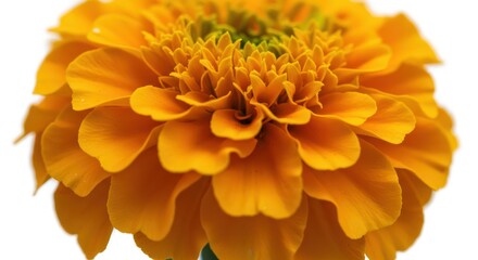 Radiant marigold blossom showcasing intricate petal arrangements against white backdrop