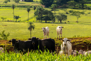 A herd of white Nelore (Zebu) cattle with a prominent black bull graze in a lush pasture in rural Brazil, showcasing the country's vast livestock industry.