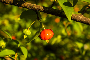 Ripe red and unripe green Surinam cherry (Eugenia uniflora) fruits on a branch. Native to Brazil, this tropical superfruit is known for its high vitamin C content and unique sweet-sour flavor.
