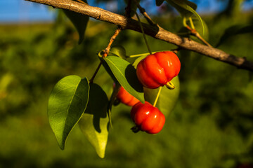 Ripe red and unripe green Surinam cherry (Eugenia uniflora) fruits on a branch. Native to Brazil, this tropical superfruit is known for its high vitamin C content and unique sweet-sour flavor.