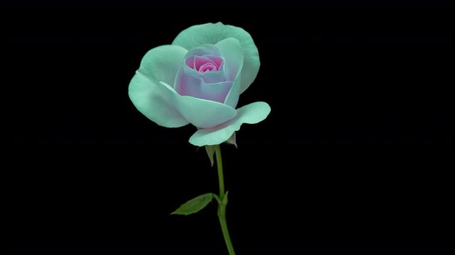 Amazing blue pink Rose flower background. Wedding backdrop, Valentine's Day concept. Mother's day, Holiday, Love, birthday