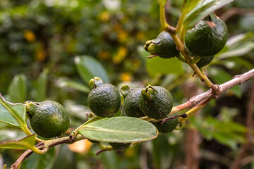 Selective focus of fruit of an ara&ccedil;&aacute; or Cattley guava with the scientific name (Psidium cattleianum). Used in human food and in the manufacture of other products