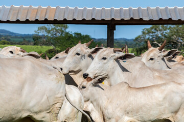Herd of Nelore cattle grazing in a pasture on the brazilian ranch
