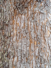 Obraz premium The texture of the bark of an old apple tree