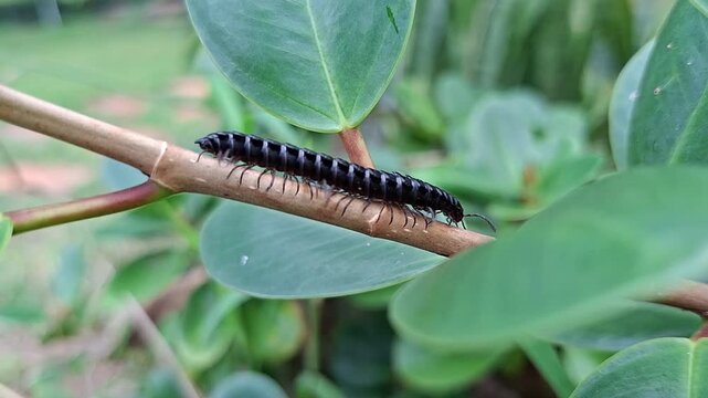 Black millipede crossing the stem of a ficus microcarpa plant, Luzonomorpha picea