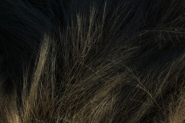 Naklejka premium Closeup of dried blond grass that looks like waves. Watson Dam Trail, Prescott, Arizona.