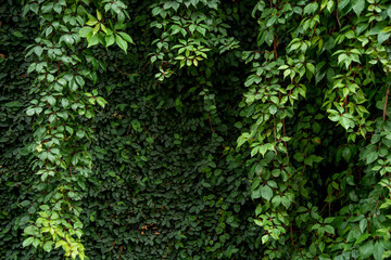 Green climbing plant on dark wall, modern botanical background, urban nature contrast