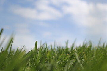 Obraz premium Grass in the wild