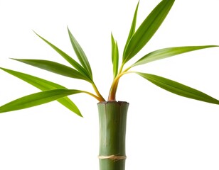 Potted lucky bamboo plant with green leaves and stems isolated on white background, a decorative indoor houseplant in a ceramic flowerpot for tropical nature garden decor and feng shui
