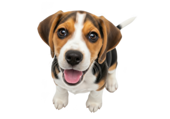 Cute beagle puppy isolated on transparent background
