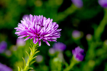 In autumn, colorful chrysanthemums bloom beautifully in the garden, fully showcasing the beauty of nature