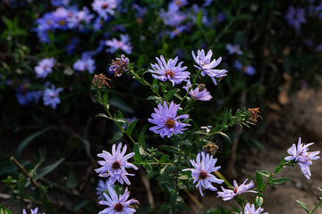 In autumn, colorful chrysanthemums bloom beautifully in the garden, fully showcasing the beauty of nature