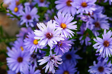 In autumn, colorful chrysanthemums bloom beautifully in the garden, fully showcasing the beauty of nature