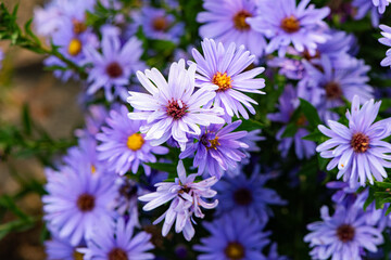 In autumn, colorful chrysanthemums bloom beautifully in the garden, fully showcasing the beauty of nature