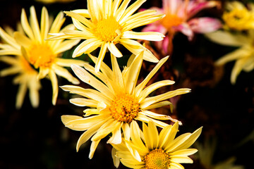 In autumn, colorful chrysanthemums bloom beautifully in the garden, fully showcasing the beauty of nature