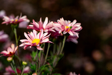 In autumn, colorful chrysanthemums bloom beautifully in the garden, fully showcasing the beauty of nature