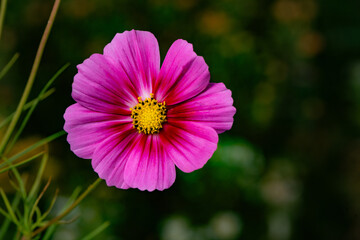 In autumn, colorful chrysanthemums bloom beautifully in the garden, fully showcasing the beauty of nature