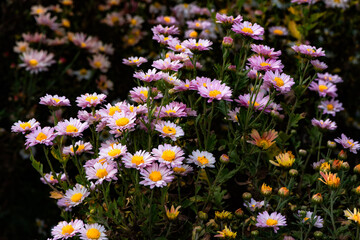In autumn, colorful chrysanthemums bloom beautifully in the garden, fully showcasing the beauty of nature