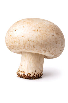 Giant mushroom isolated