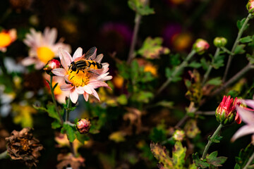 In autumn, colorful chrysanthemums bloom beautifully in the garden, fully showcasing the beauty of nature