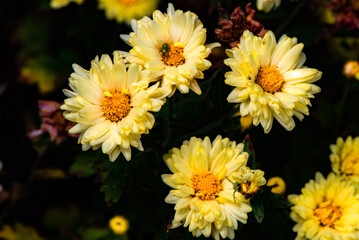 In autumn, colorful chrysanthemums bloom beautifully in the garden, fully showcasing the beauty of nature