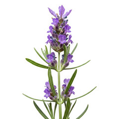 Obraz premium A lavender flower with purple petals and green leaves isolated on transparent background