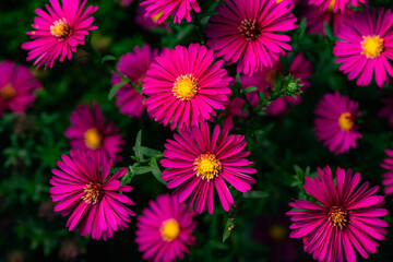 In autumn, colorful chrysanthemums bloom beautifully in the garden, fully showcasing the beauty of nature